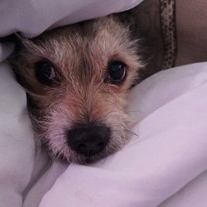 Meet your Posher, Tobias